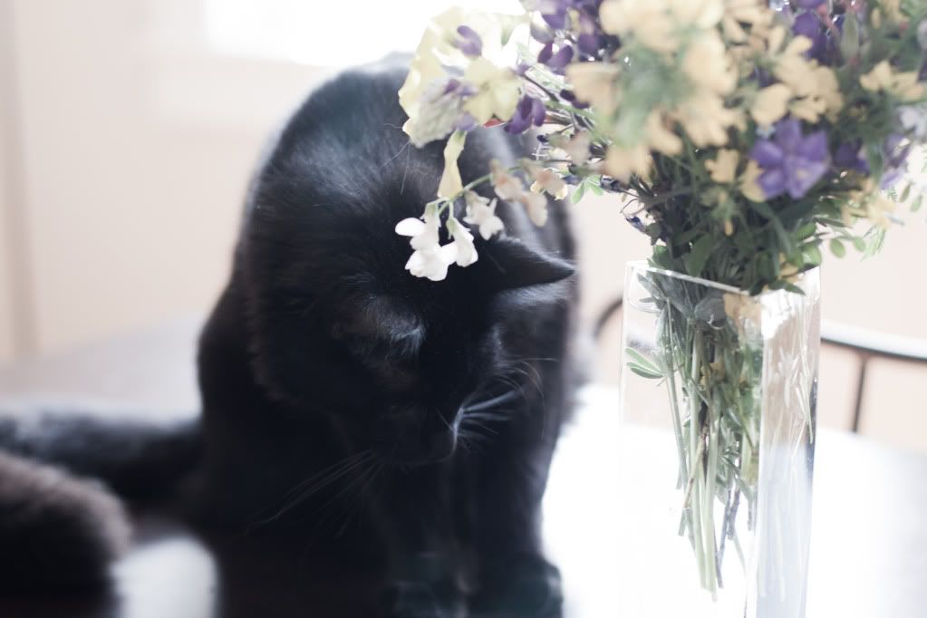 kitty scoping out wildflower bouquet