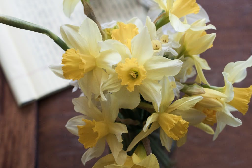 daffodils from above