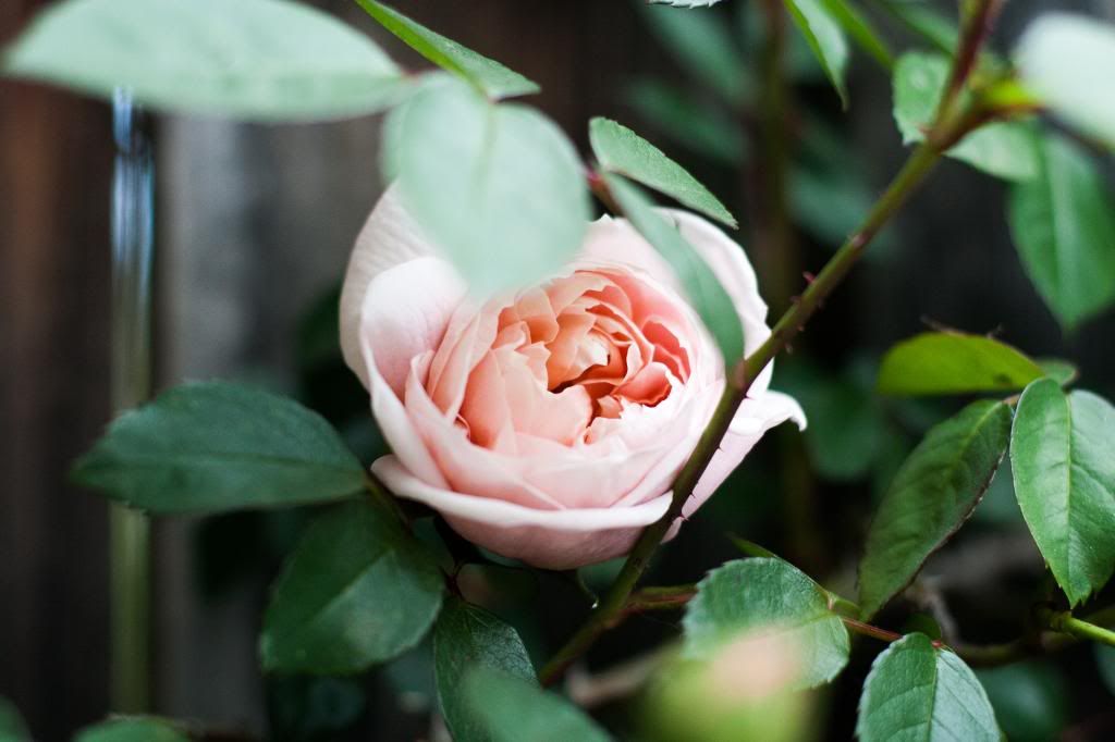 pretties rose