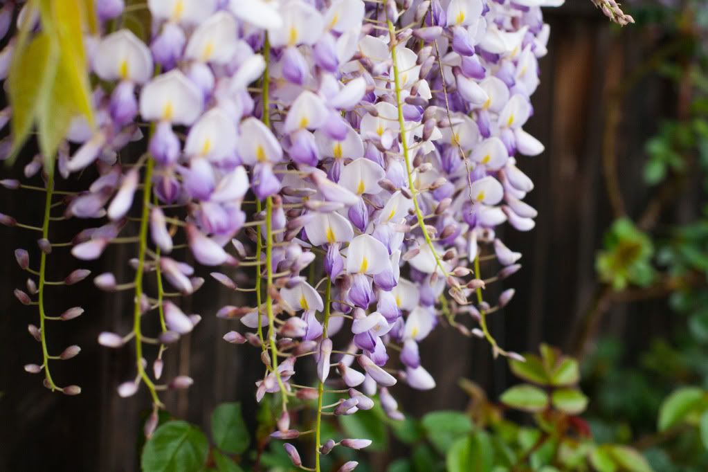 wisteria on a fence