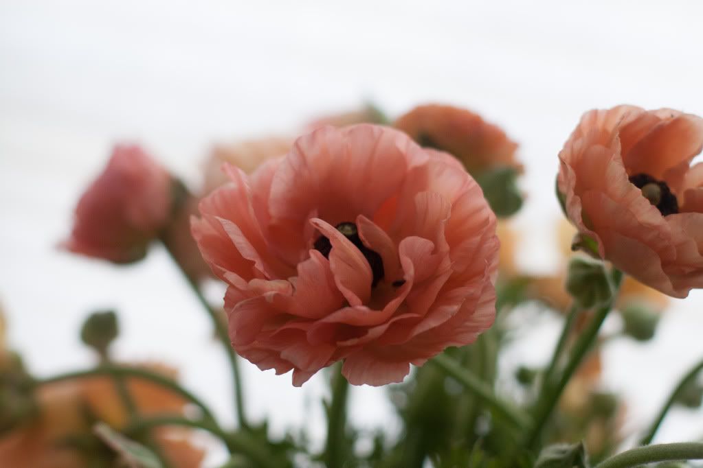 ranunculus