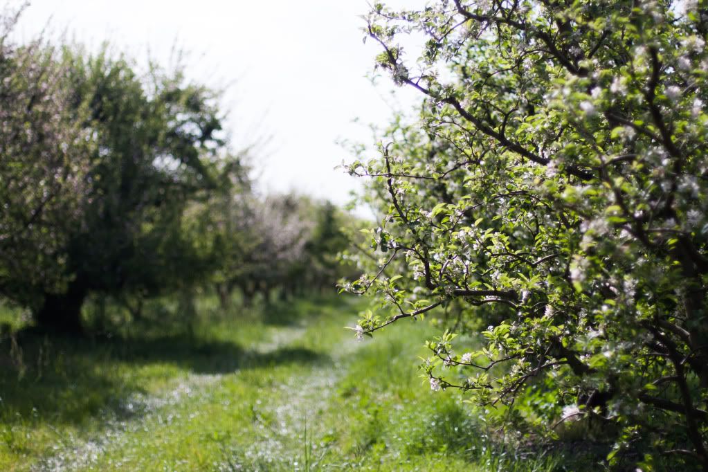 apple trees