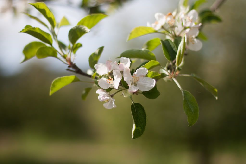 apple tree blossom