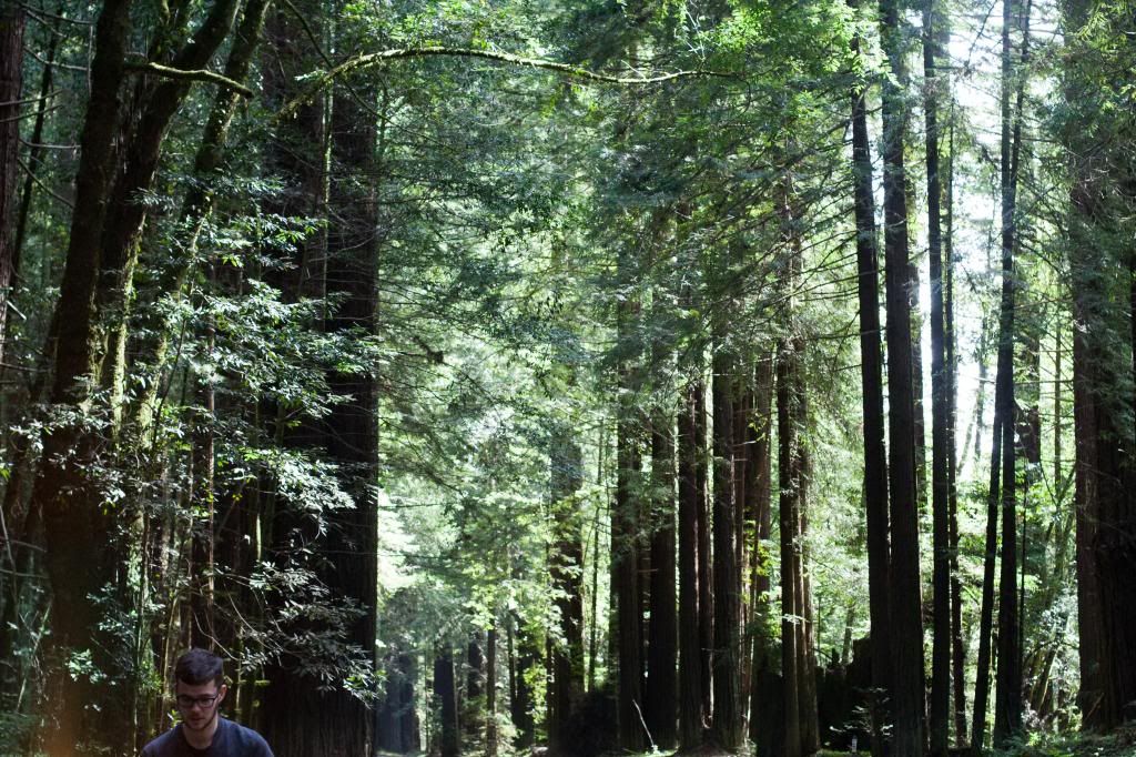 mendocino county redwood trees