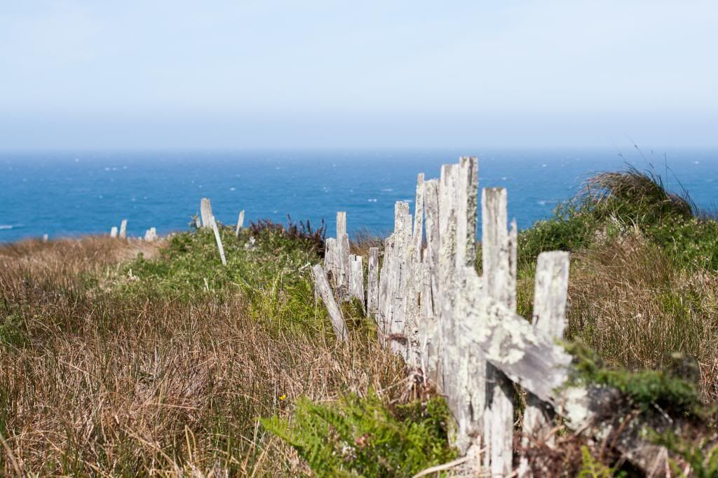 Mendocino coast fence