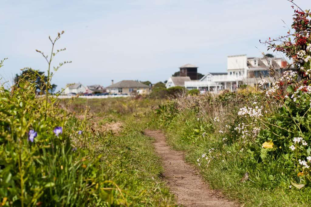 mendocino coast wildflowers