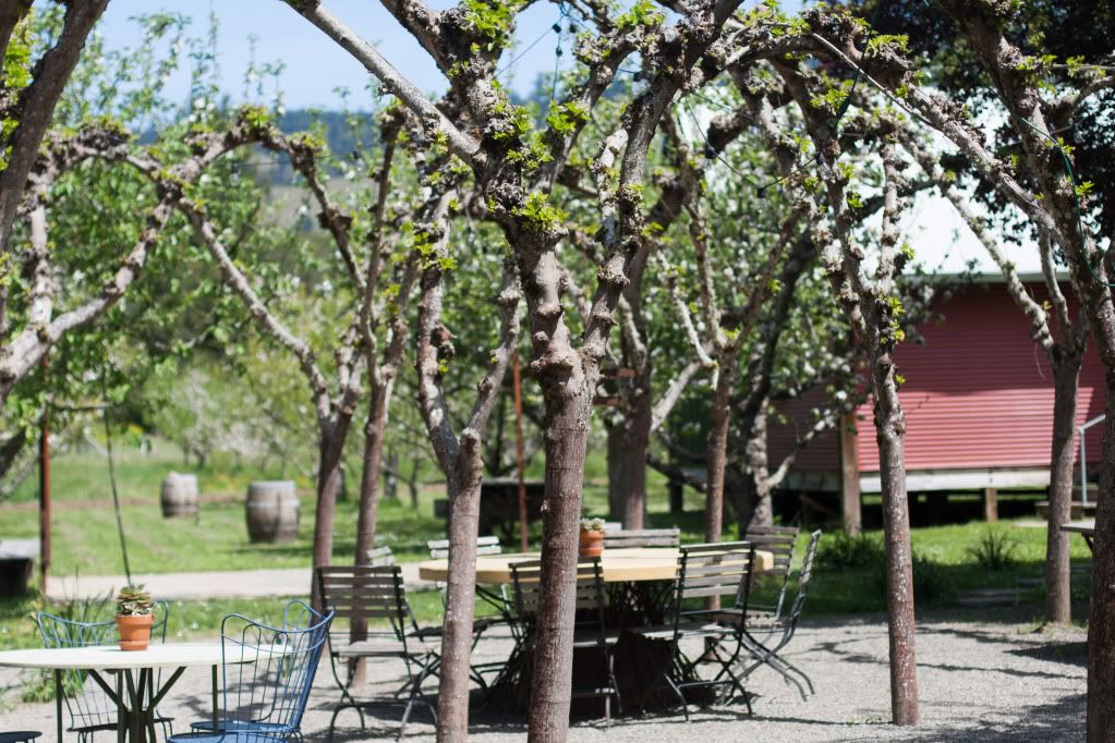 philo apple farm tree arch