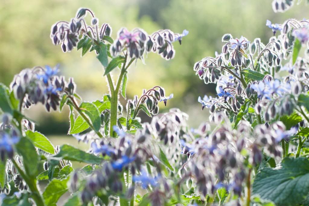 furry flowers in the sun