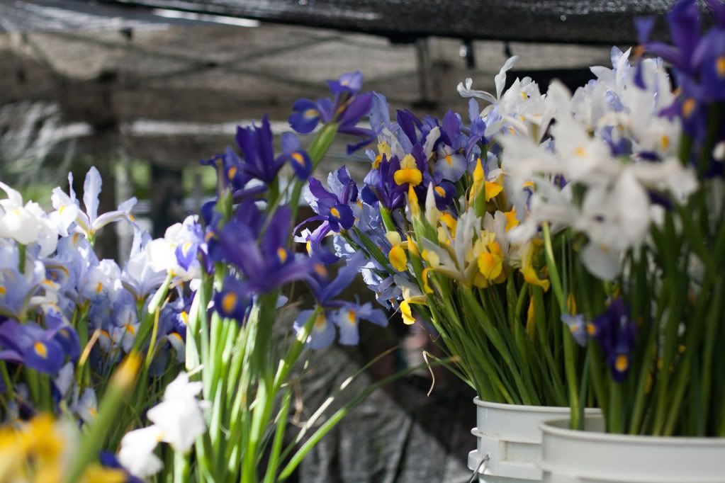 dutch irises in buckets