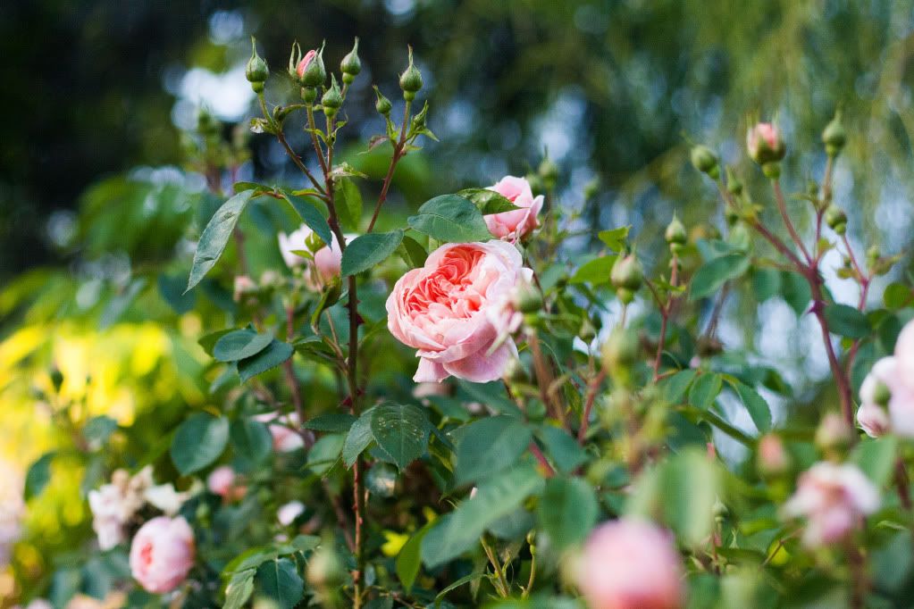 berkeley roses