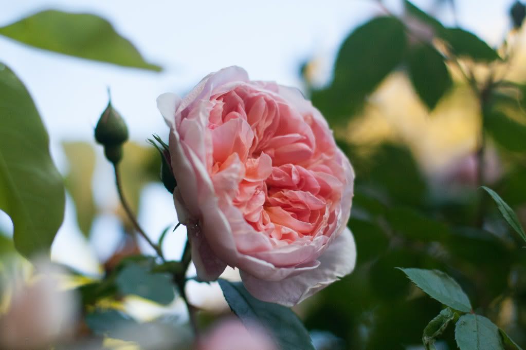 english garden rose