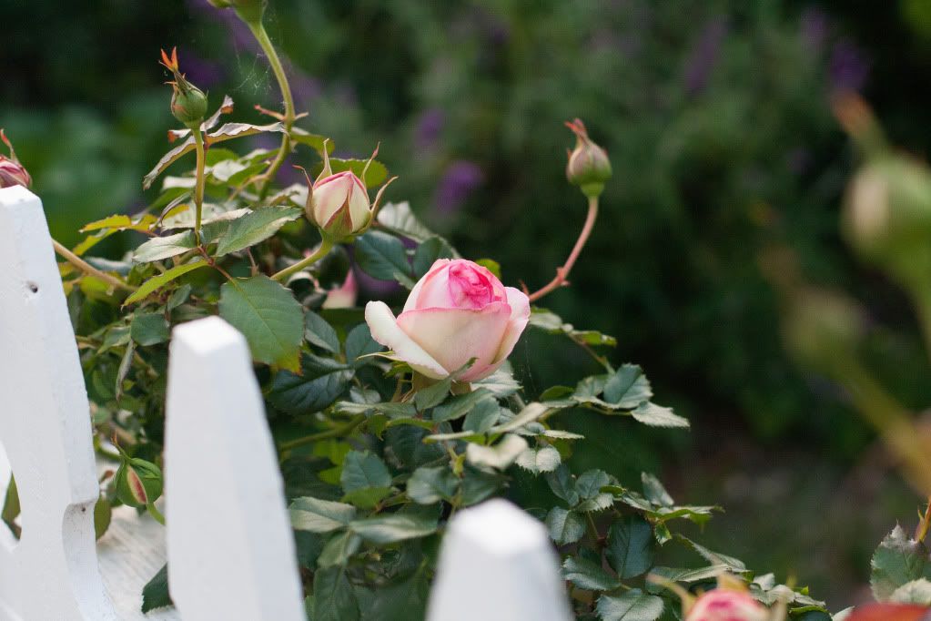 pink tipped roses white picket fence