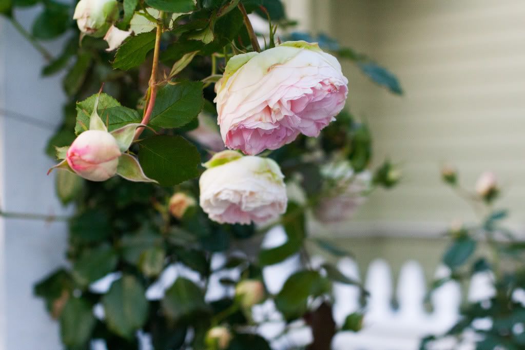 pink and white garden roses picket fence