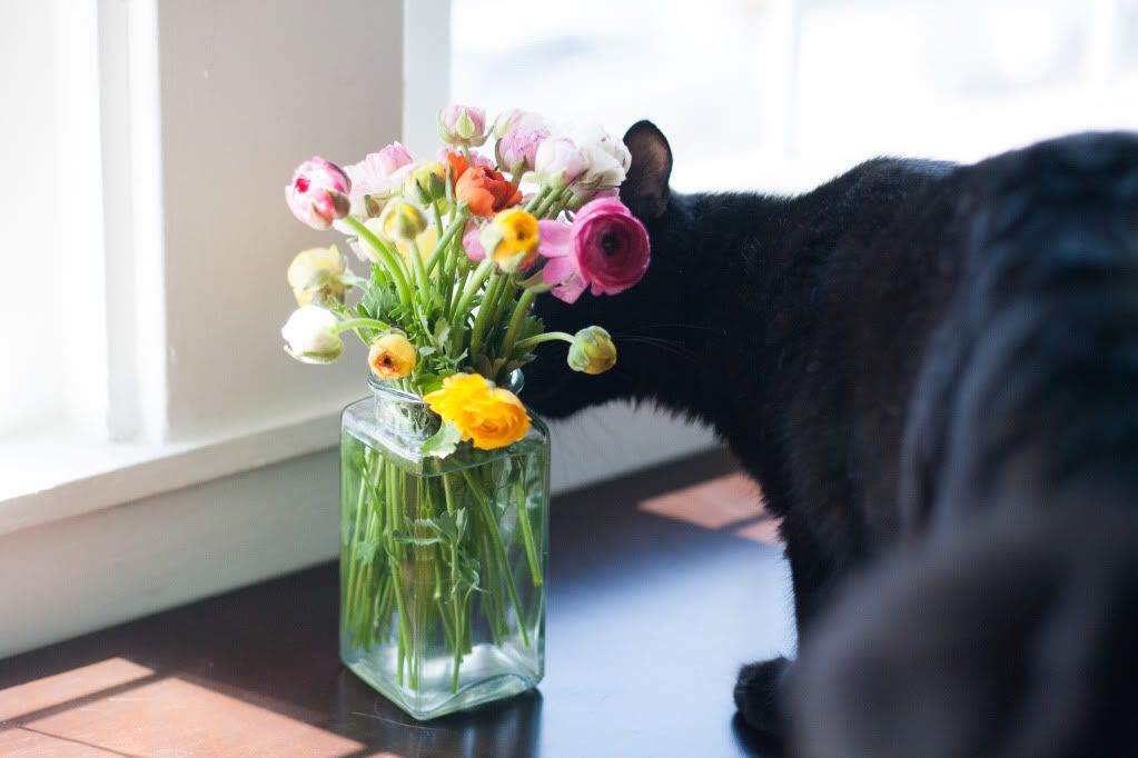 kitty sniffing flowers