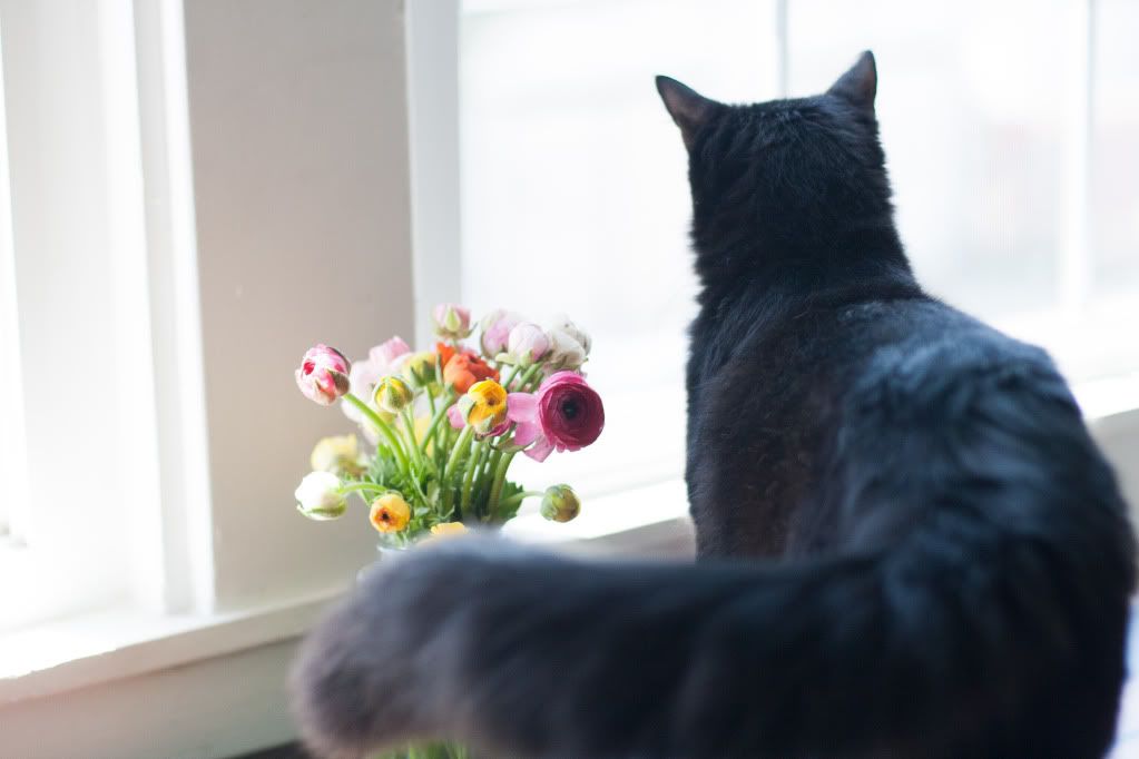 kitty and ranunculus