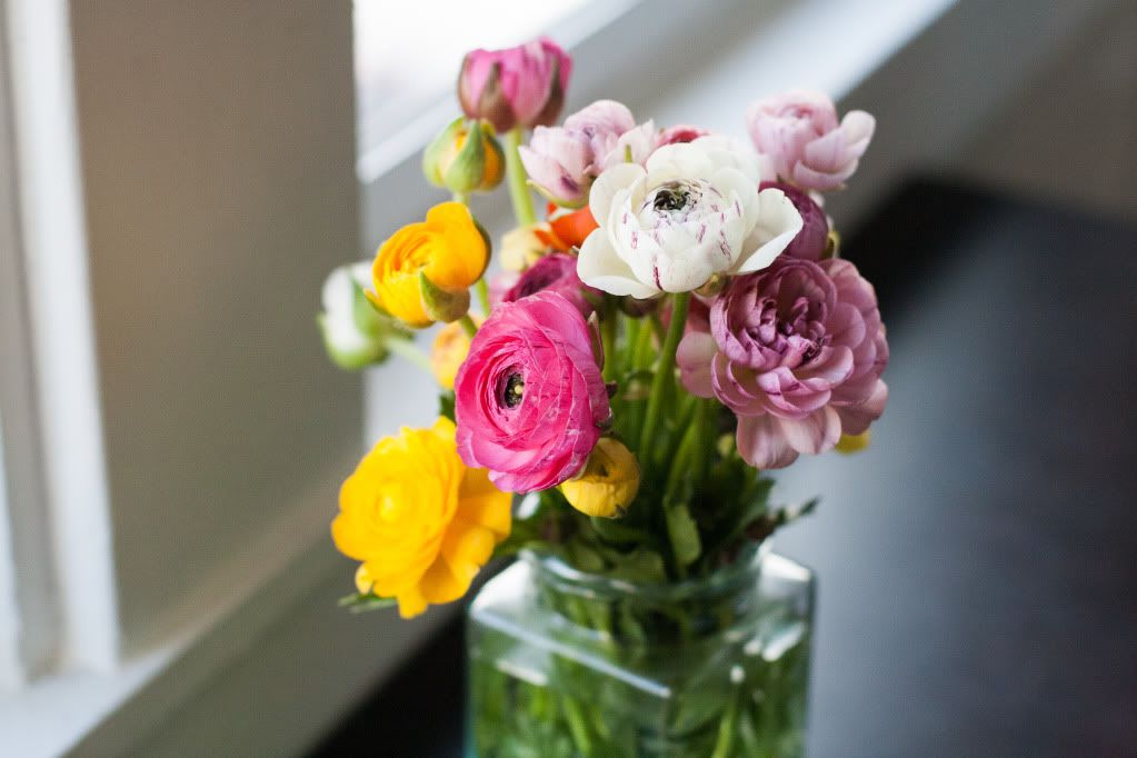 ranunculus mini multicolored