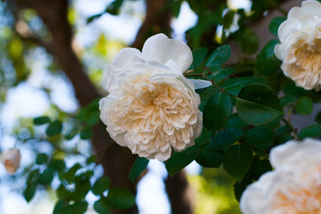 white climbing roses fragrant Berkeley Rose Garden