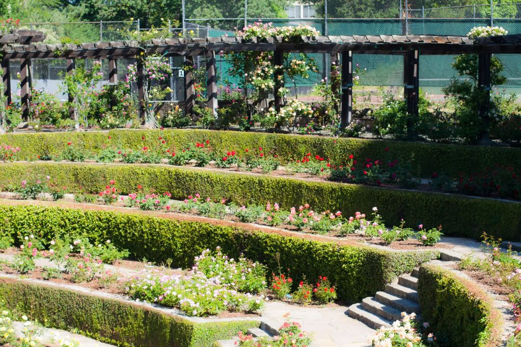 Berkeley Rose Garden full bloom