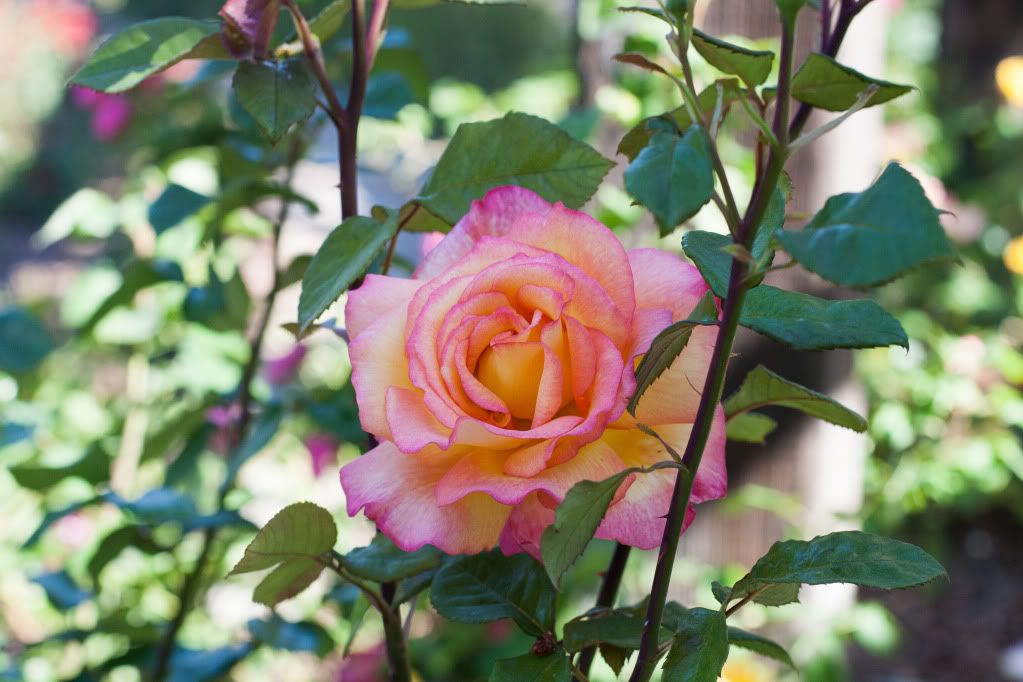 beautiful roses berkeley rose garden