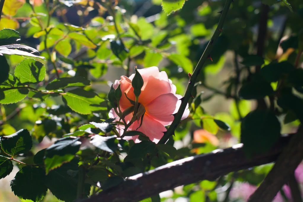 rose glowing from behind