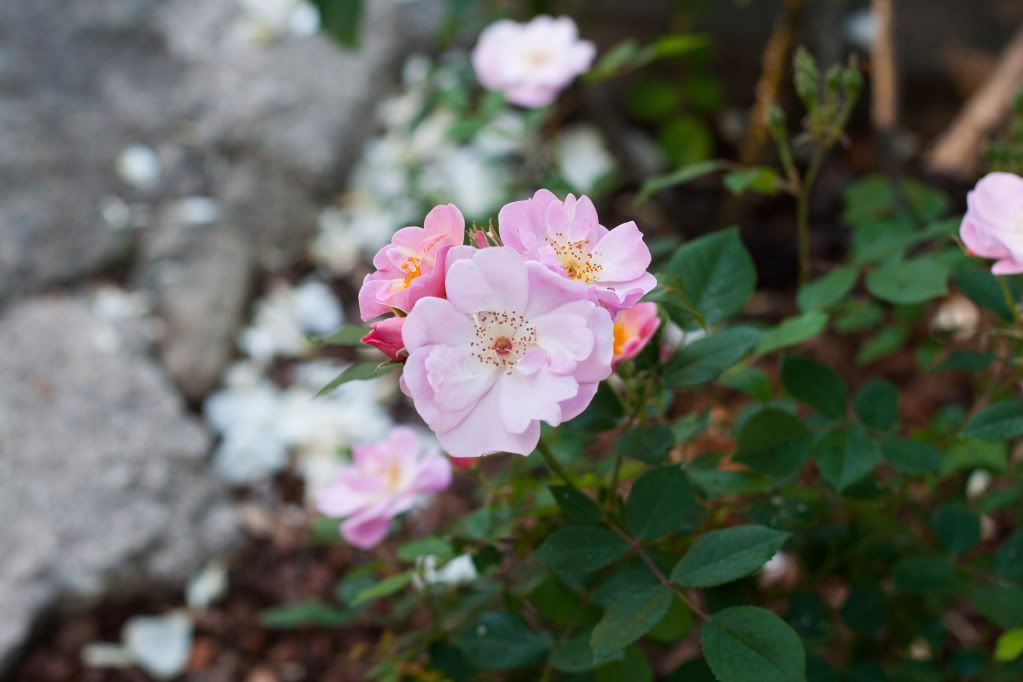 five petal variety rose