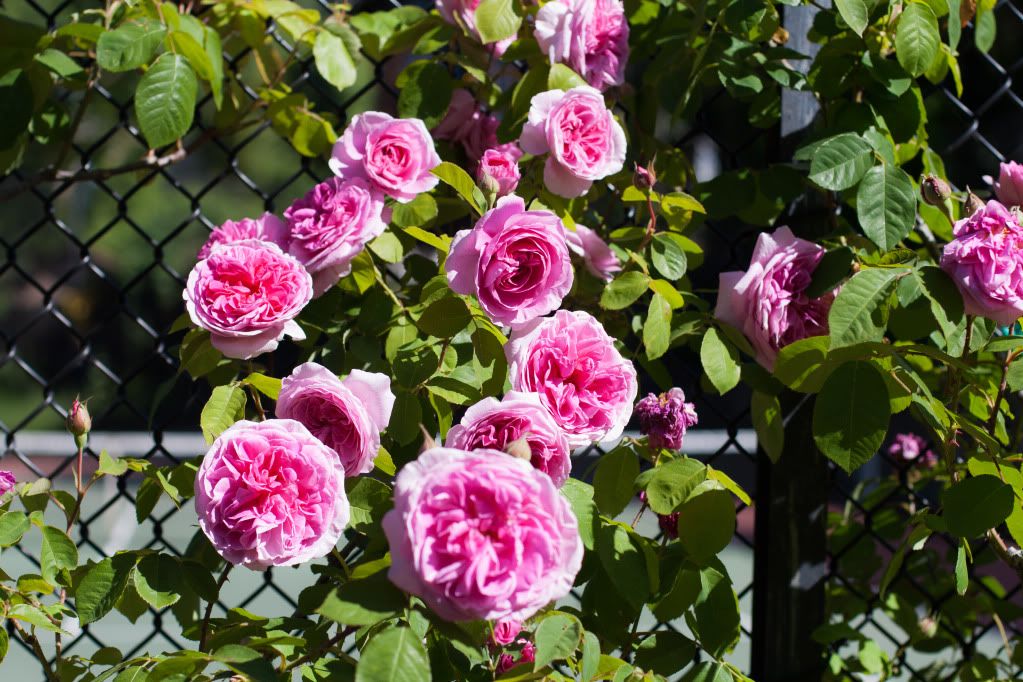 roses climbing tennis courts