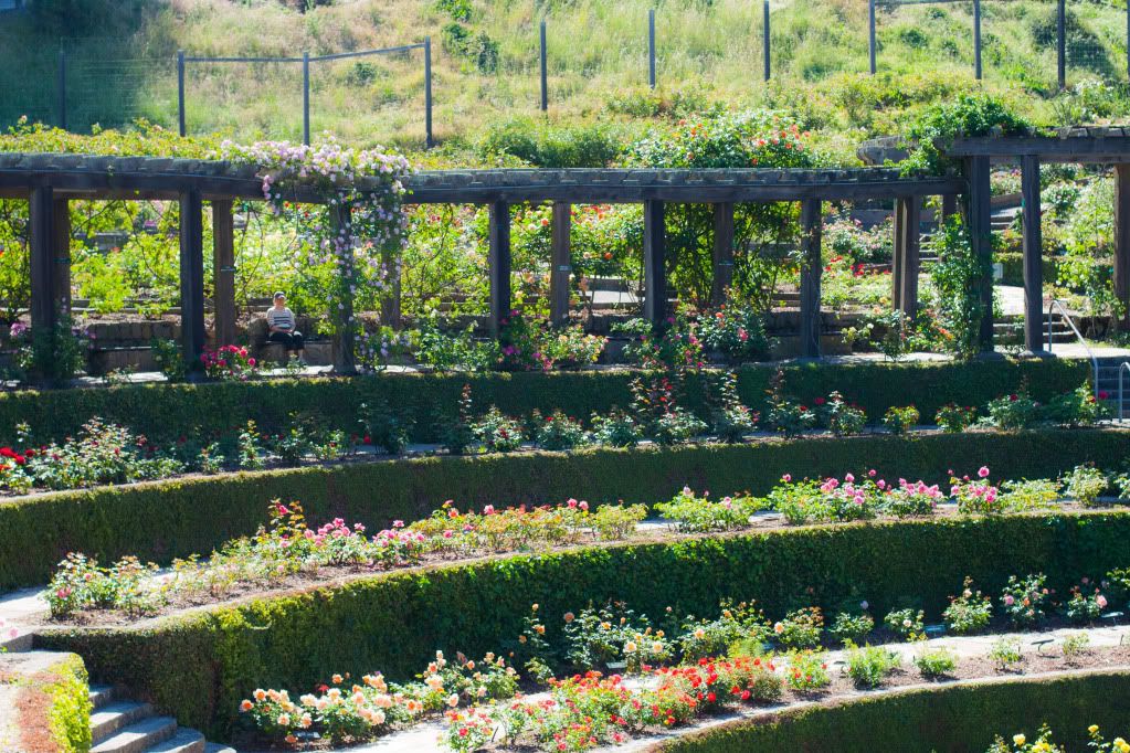 berkeley rose garden amphitheater