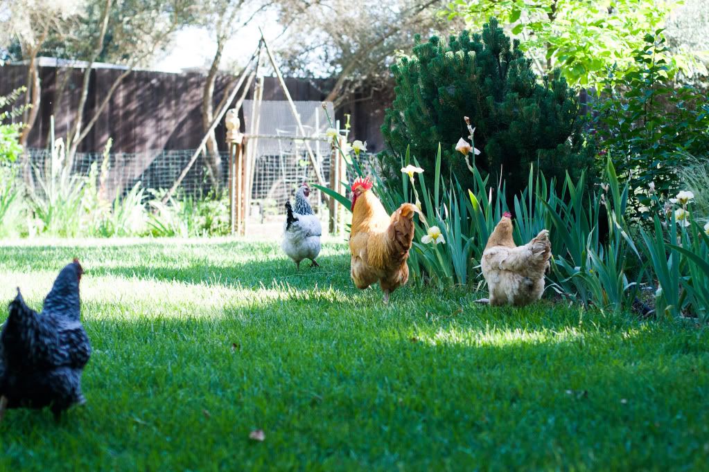 chickens in the yard, sonoma county
