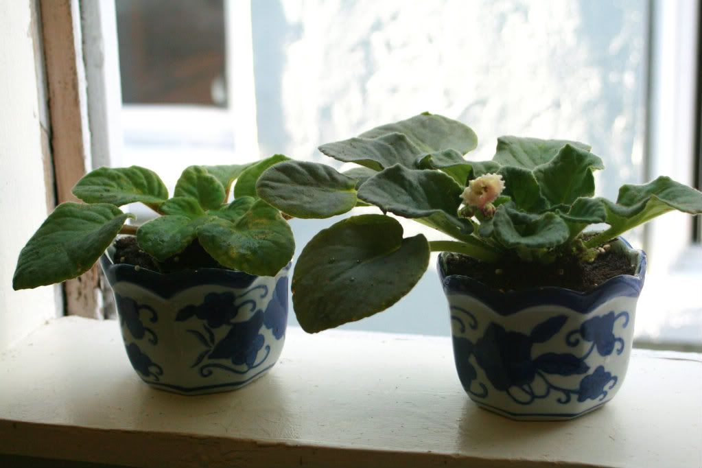 african violets