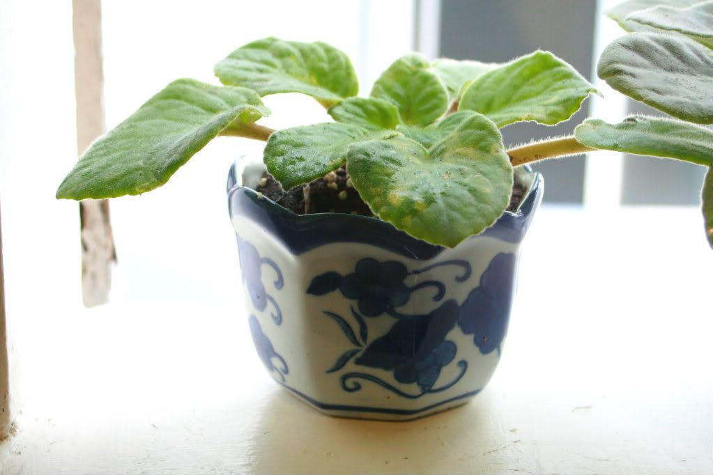 african violets