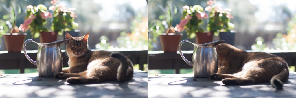 cat and jug in dappled light