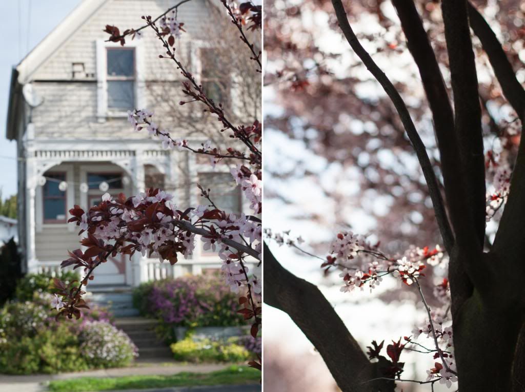 flowering plum tree victorian oakland