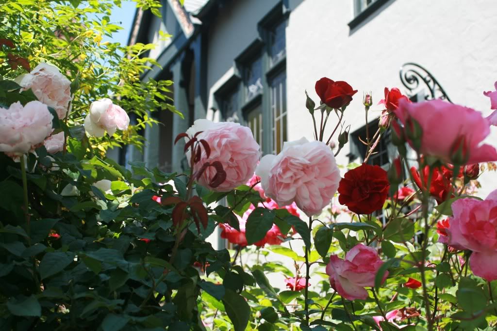 roses in mission dolores