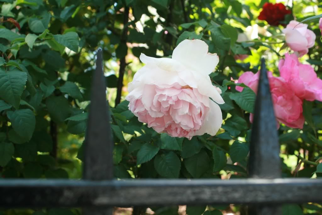 roses in mission dolores