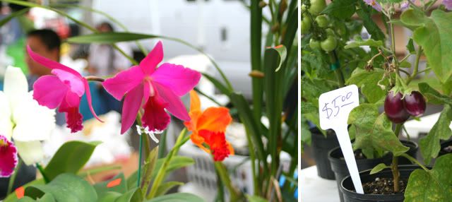 Orchids and eggplant at farmer's market