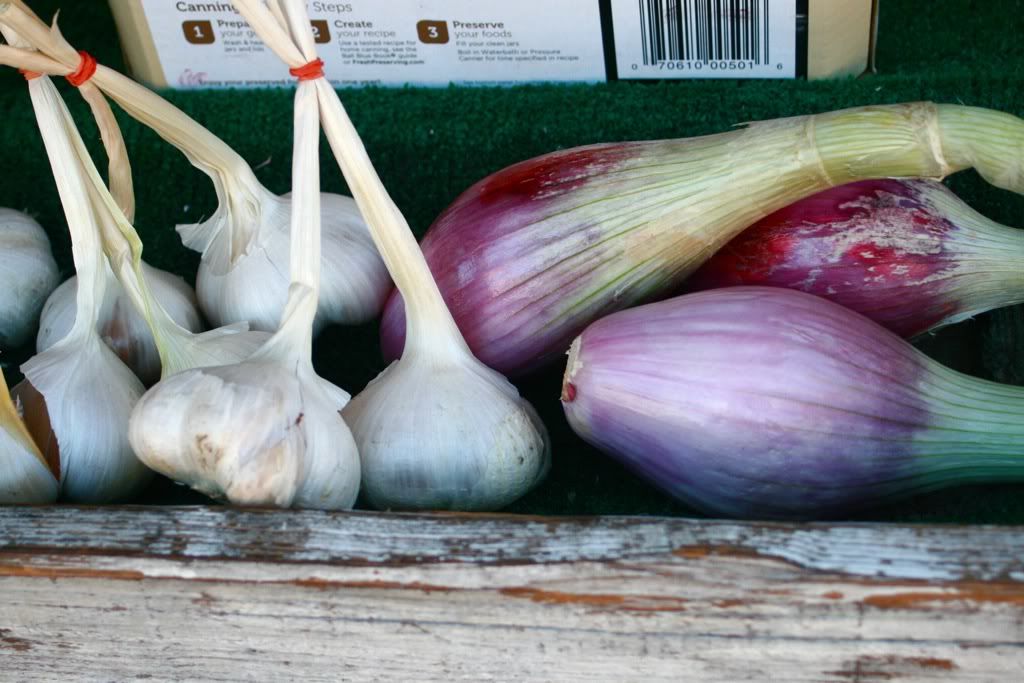 torpedo onions