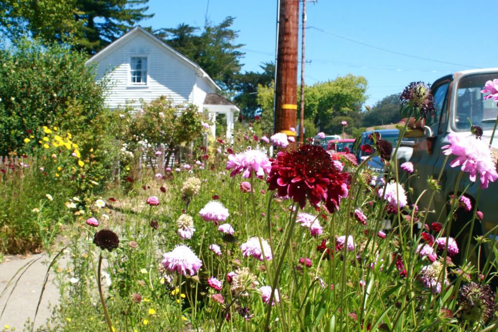 flowers in tomales