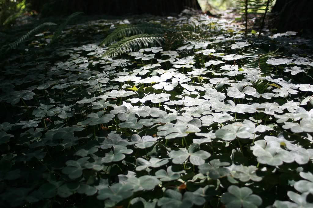 redwood sorrel dark woods shaddow