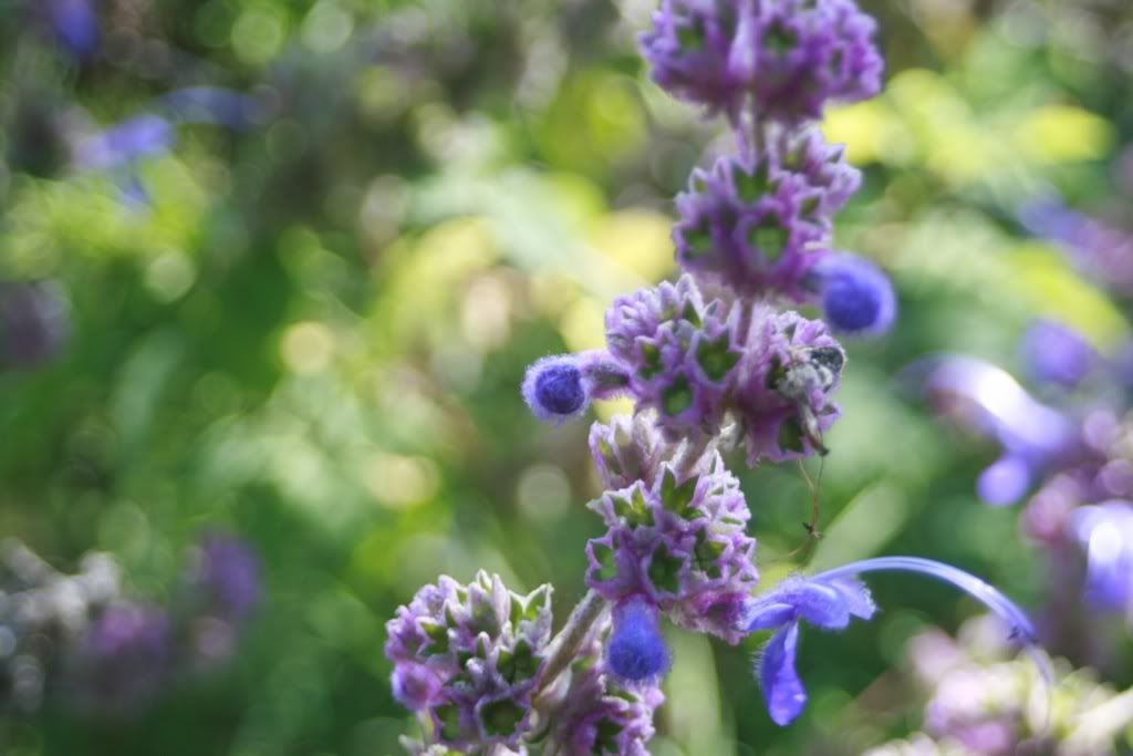 purple flower color