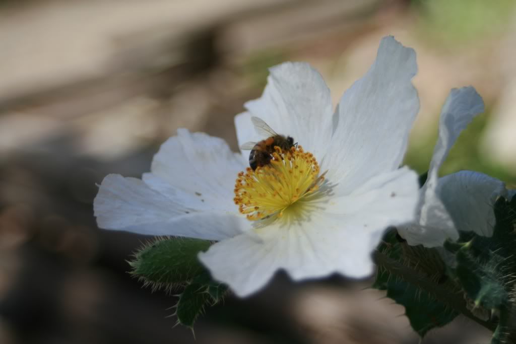 bee flower romneya fried egg poppy