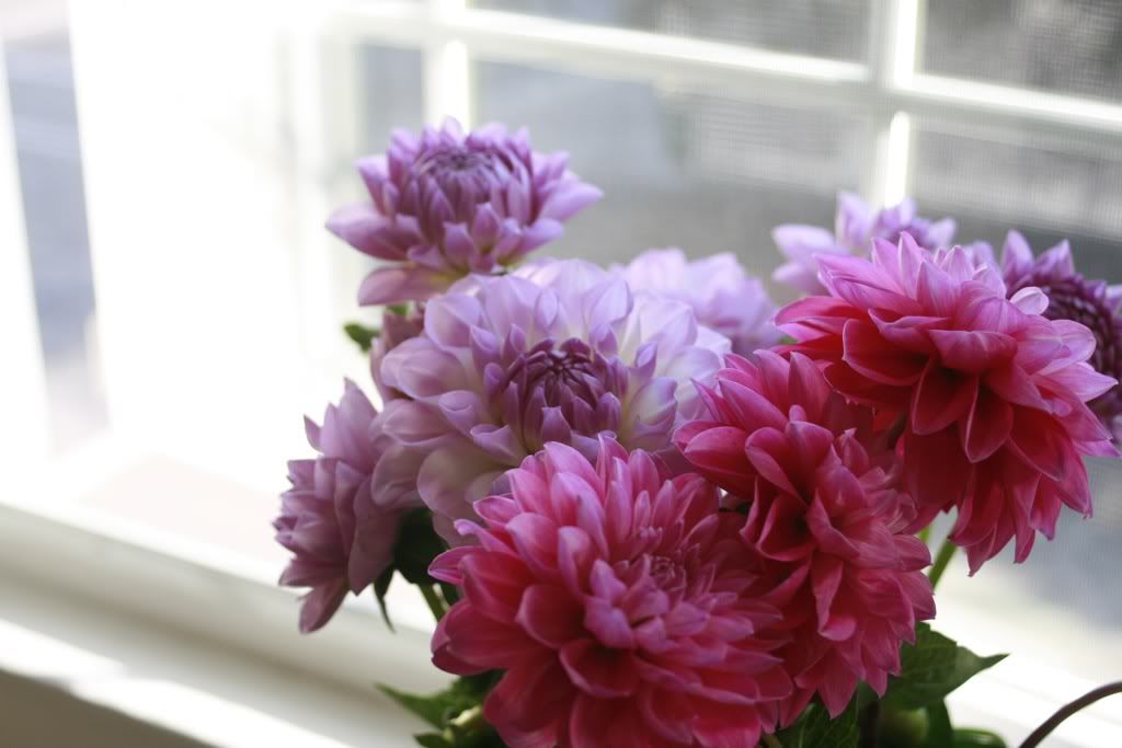 dahlias pink purple flowers