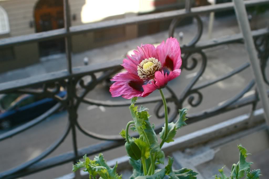 poppy on fire escape