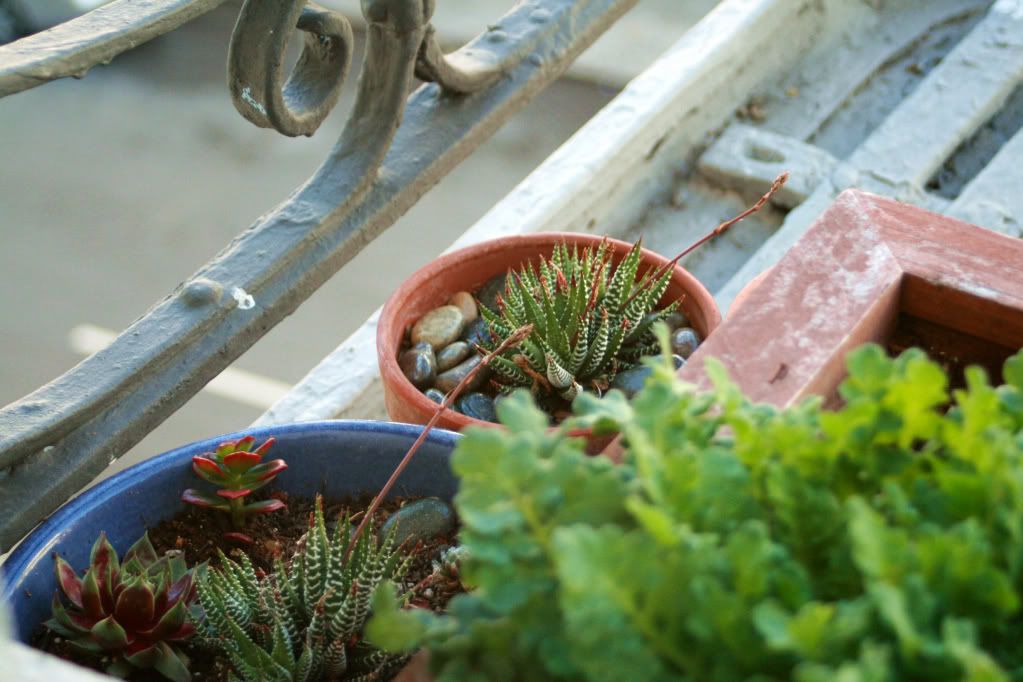 Fire Escape Garden Roseann Bath Photography