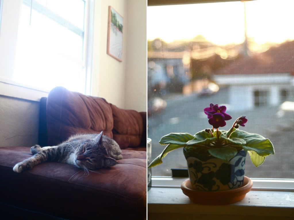 kitty and african violets golden hour