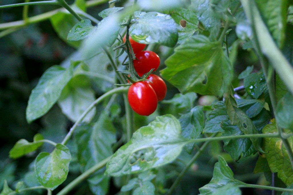 grape tomatoes