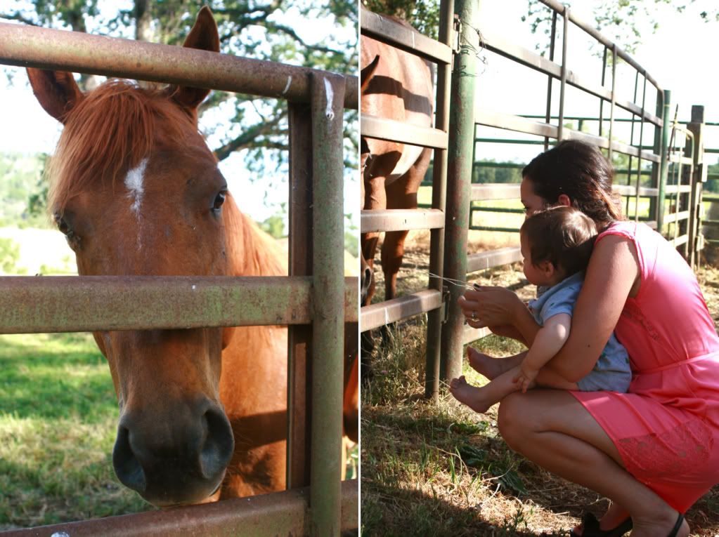 bridal party and horses