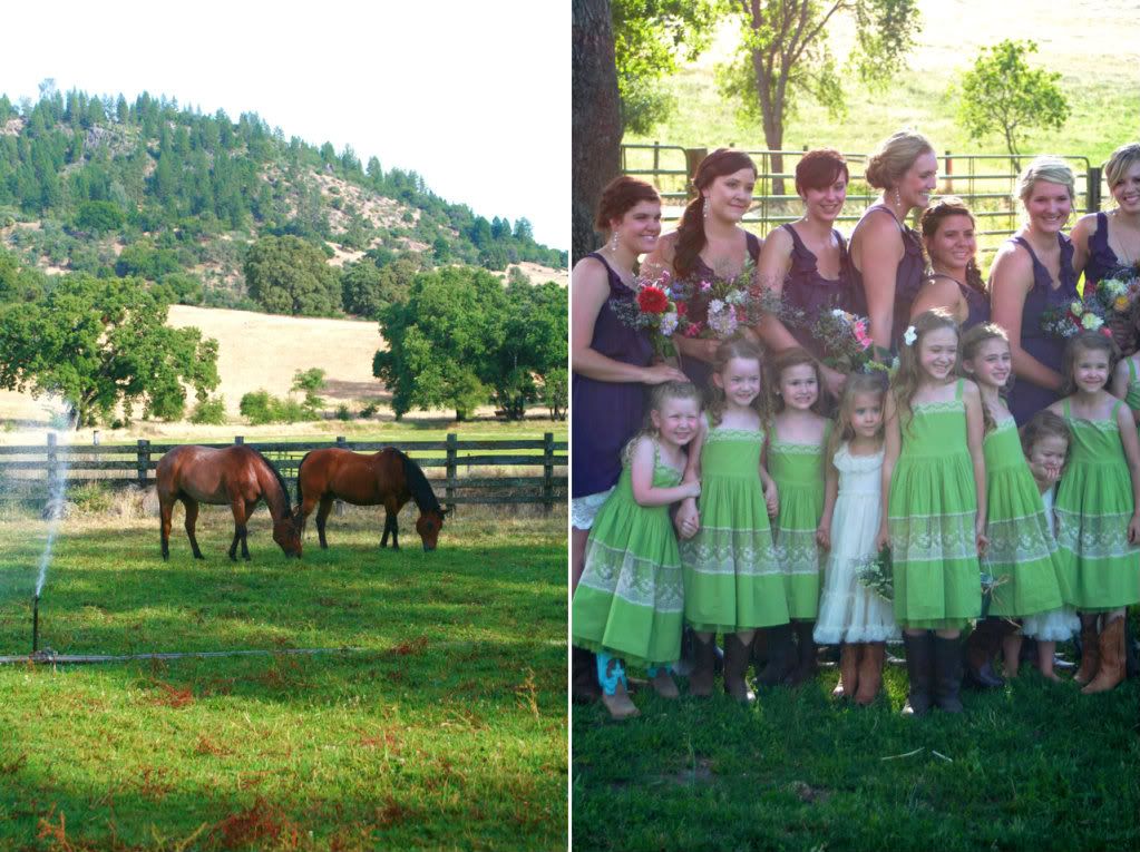 bridal party and horses