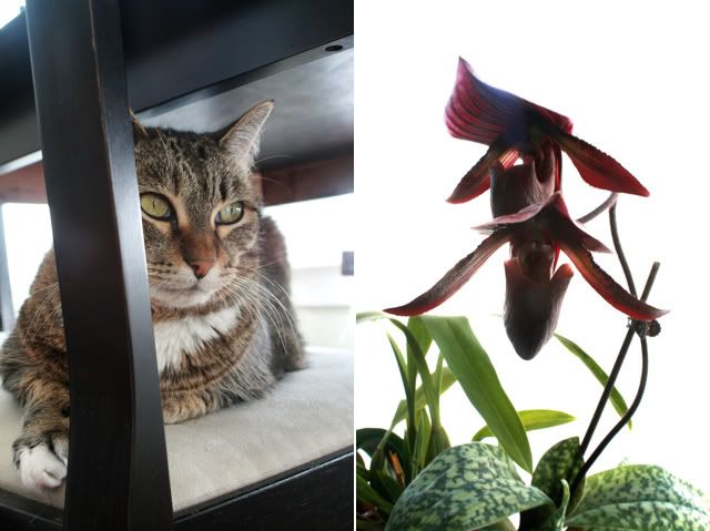 kitty and the lady slipper