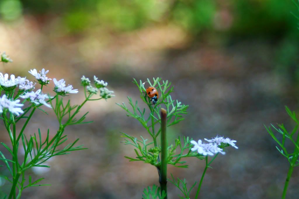 lady bug