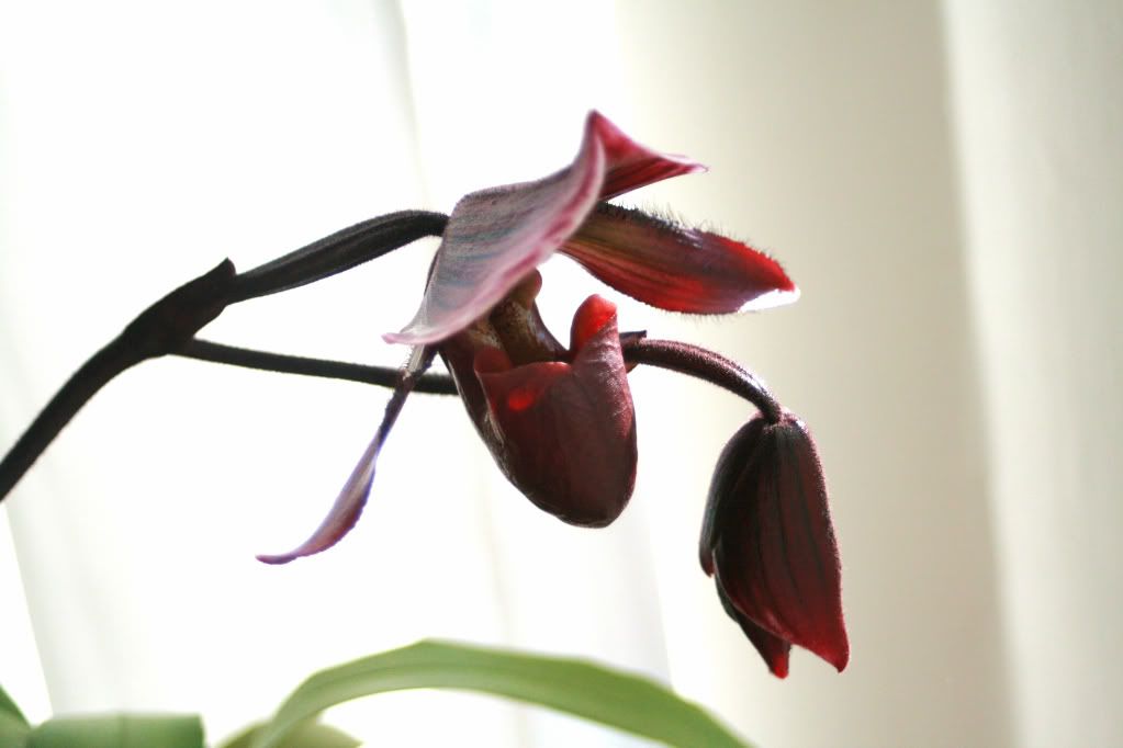 lady slipper orchid profile